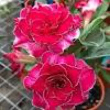 adenium plant (5)-7220887-70457.webp
